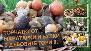 The mushroom, broke the brides in Stara Planina and Sredna Gora!
