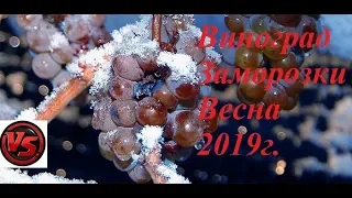 Виноград Заморозки Весна 2019г