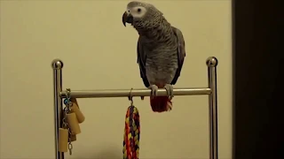 The ULTIMATE Birds Cursing Compilation, ONLY BEST CLIPS, Funny Birds 2018
