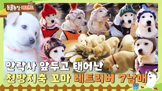 [TV 동물농장 레전드] 안락사 앞두고 태어난 천방지축 꼬마 레트리버 7남매 💛 I TV동물농장 (Animal Farm) | SBS Story