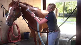 Grooming Tips for Show & Performance Horses