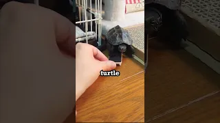 Turtle uses Skateboard to move faster.