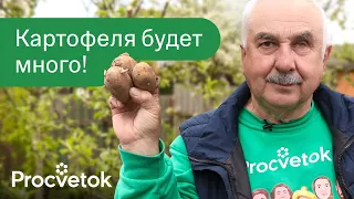 ПРОСТО ДОБАВЬТЕ ЭТО В ЛУНКУ ПРИ ПОСАДКЕ КАРТОШКИ, и она даст огромный и вкусный урожай