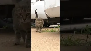 St. Louis police commander evicts cat from North Patrol headquarters #stlouis #pets