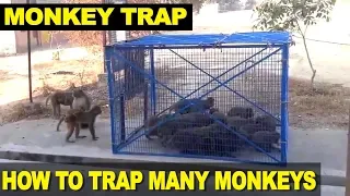 How to Trap Monkeys | Man traps and catches many monkeys at one go