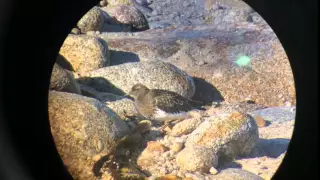 Black Turnstone