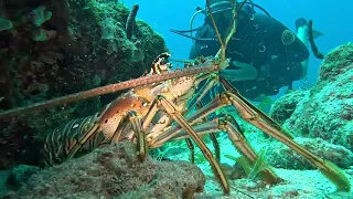 Marine Life Video Log - Caribbean Spiny Lobster
