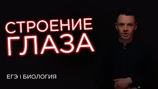 Строение глаза | ЕГЭ Биология | Даниил Дарвин