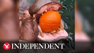 Hippos at US zoo crush pumpkins in jaws for Halloween