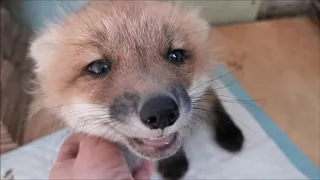 Милые лисички радуются своей хозяйке/Lovely fox rejoice at their mistress.