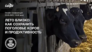 Лето близко как сохранить поголовье коров и продуктивность