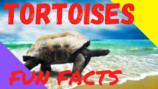 TORTOISES Fun Facts _#Shorts