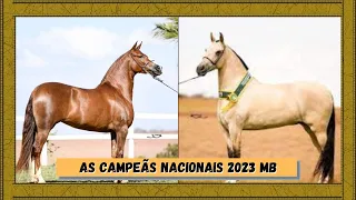 As melhores éguas do Ano - Campeãs Nacionais 2023 MB