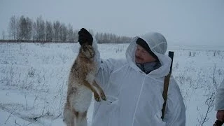 очень интересная охота на зайца very interesting hare hunting!!!