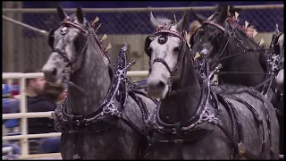 Gentle Giants $100,000 invitational Six Horse Hitch Championship Pt 2