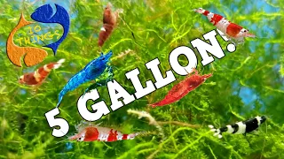 10 BEST FISH For 5 Gallon AQUARIUM