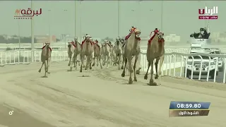 ش1 روعة لـ هجن الرئاسة - مهرجان سمو الأمير المفدى 12-3-2023 الشلفة الذهبية ثنايا بكار مفتوح 11:56:86