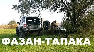 ФАЗАН-ТАПАКА ОХОТА НА КУБАНИ С СОБАКОЙ РЕЦЕПТЫ СЮФ