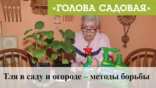 Голова садовая - Тля в саду и огороде – методы борьбы