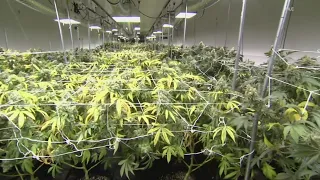 New website unveiled for Kentucky's medical marijuana program