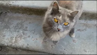 Stories of country cats - Every cat is always busy