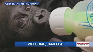 Cleveland Metroparks Zoo is watching for the perfect time to introduce Jameela to the troop