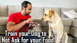 Train your Dog/Puppy to Not Bark when Eating Food | Stop Asking for Food Training