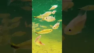 ആഴത്തിലുള്ള മത്സ്യം Ornamental Fishes | Aquarium fish | Shorts with Quotes | Ramesh And Suresh Vlogs