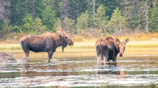 Bull moose following cow moose. Wait for the end.