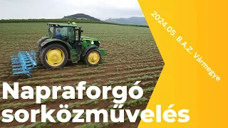 Napraforgó sorközművelés. John Deere 6R. 2024.05.