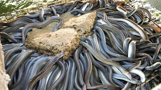 Eel feeding in Taiwan - Eel catch and grilled eel 鰻魚捕撈, 碳烤鰻魚