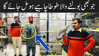 Bolne Wala Tote,Kasmiri Raw Parrots,Love Birds,Macaw Parrot,Cockatoo Leatest Prices | Birds Market