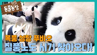 ‘폭풍 성장’ 푸바오에게 찾아온 사춘기! (ft. 아이바오 분노) I TV동물농장 (Animal Farm) | SBS Story