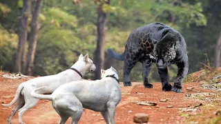 Леопард против Самых Мощных Собак в Мире