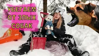 ВЫЖИВАЮ В ЛЕСУ С СОБАКОЙ! МЫ В ОПАСНОСТИ! ЗЛЫЕ СОБАКИ