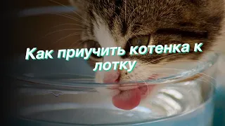 Как приучить котенка к лотку