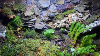 New DIY Forest Vivarium for Amphibians