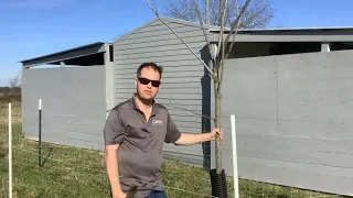 Pecan Tree Pruning: Pruning Three Year Old Trees