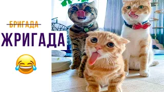 ЖРИГАДА))) Приколы с котами | Мемозг 796