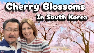 Cherry Blossoms in South Korea : A Walking Tour of Daegu