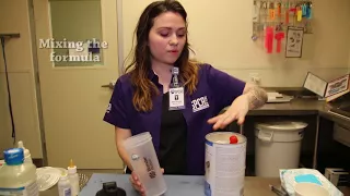 How To Bottle Feed Kittens