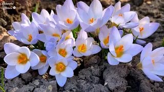 ✿ Beautiful Spring • Цветущие Крокусы • Успокаивающая Музыка для Души • Relaxing Music