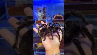 Huge tarantula  Lasiodora Parahybana on hands 🕷 #tarantula #spider #shorts #handling  #паук