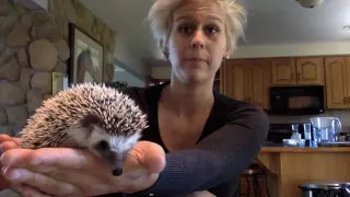 How to deal with an angry hedgehog