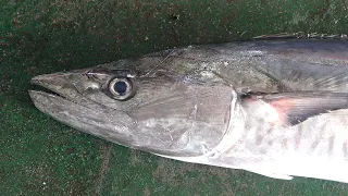 How to fillet a Spanish mackerel - fish cutting skills