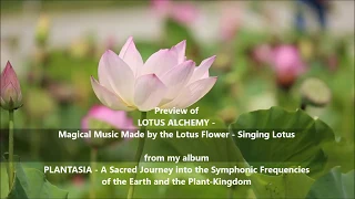 LOTUS ALCHEMY - the Singing Lotus | Magical Music from the Lotus Flower  | Transcendence 🌸🎶