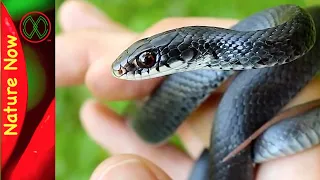 Black Racer Snakes will Bite!!