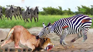 Destructive Kick! Zebras Fight Fiercely To Survive Being Attacked By Lions ►Wild Animals Life