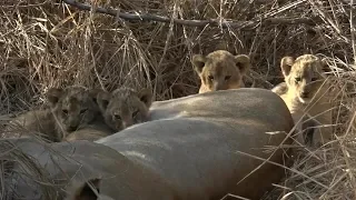 SafariLive Aug 23- Four cubbies for Nkuhuma lioness Amber!!