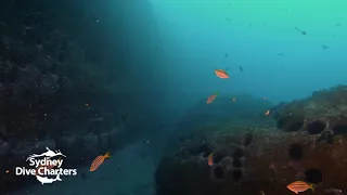 Dive Sydney Bluefish Point Wall